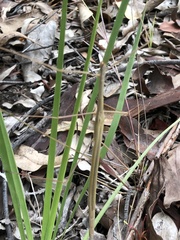 Austrosipyloidea carterus