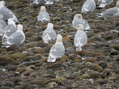 Larus glaucescens × hyperboreus
