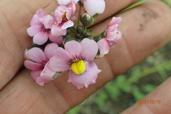 Nemesia denticulata