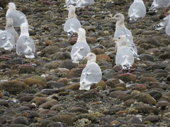 Larus glaucescens × hyperboreus