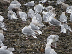 Larus argentatus × glaucescens