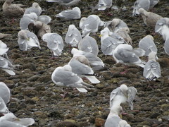 Larus argentatus × glaucescens