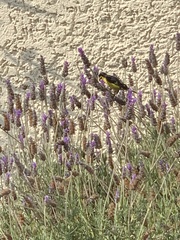 Spinus psaltria