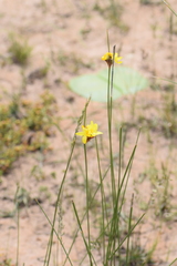 Bobartia macrospatha