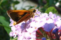 Polites themistocles