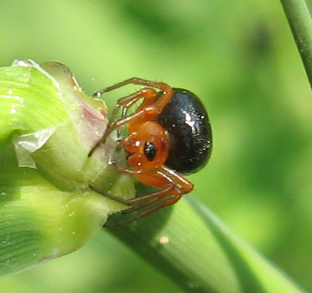Peatland Sheetweb Weaver