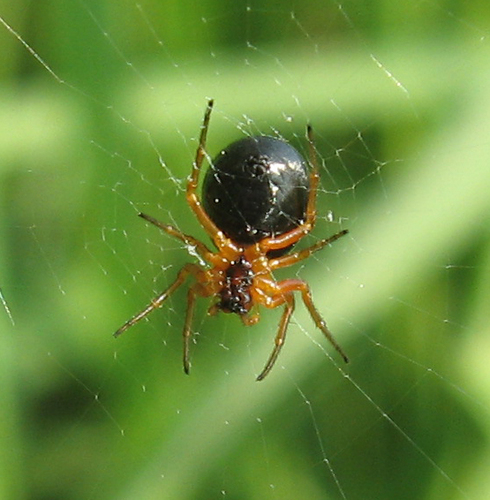 Peatland Sheetweb Weaver