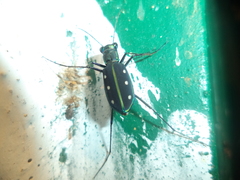 Cicindela flavomaculata