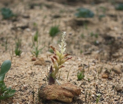 Lachenalia marginata
