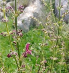 Salvia hierosolymitana