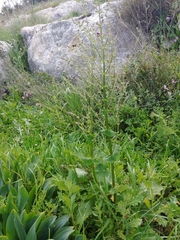 Salvia hierosolymitana