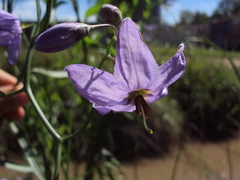 Solanum amygdalifolium