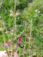 Salvia hierosolymitana