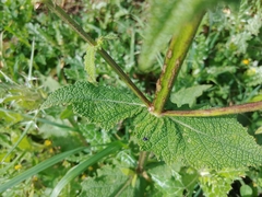 Salvia hierosolymitana