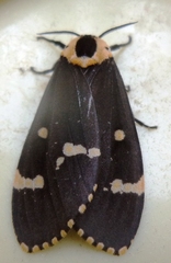 Lymantria semicincta