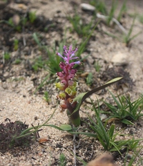 Lachenalia membranacea