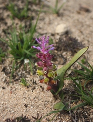 Lachenalia membranacea