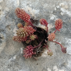 Sedum rubens