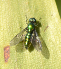 Sargus viridis