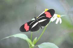 Heliconius erato