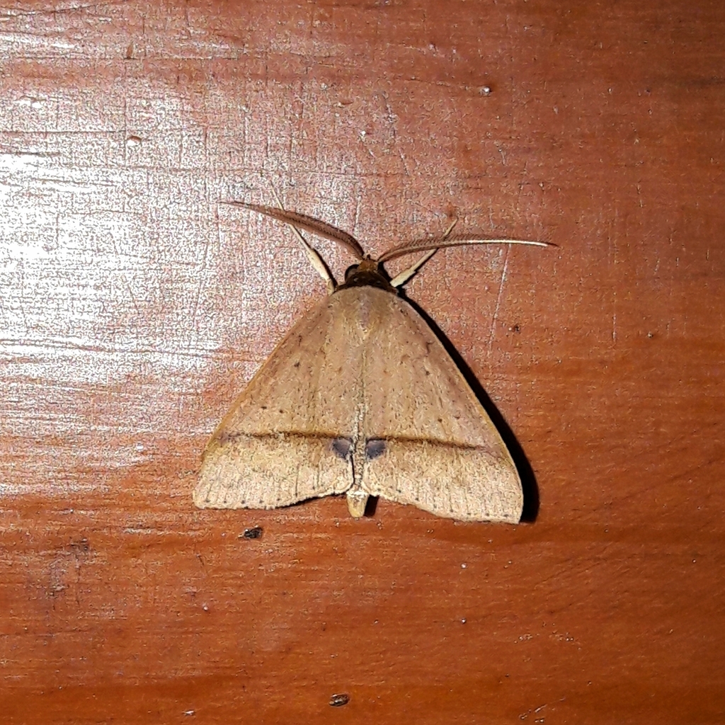 Baniana phaleniforma