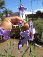 Solanum amygdalifolium