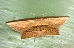 Phalacra