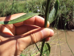 Solanum amygdalifolium