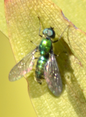Sargus viridis