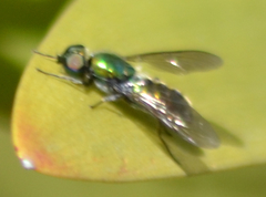 Sargus viridis