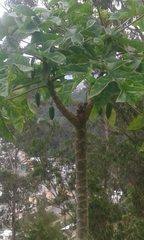 Vasconcellea × pentagona