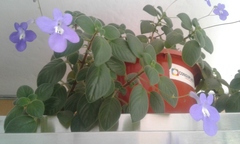 Streptocarpus saxorum