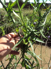 Solanum amygdalifolium