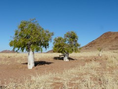 Moringa ovalifolia