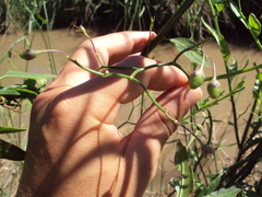 Solanum amygdalifolium