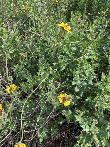 iNaturalist observation photo of California brittlebush