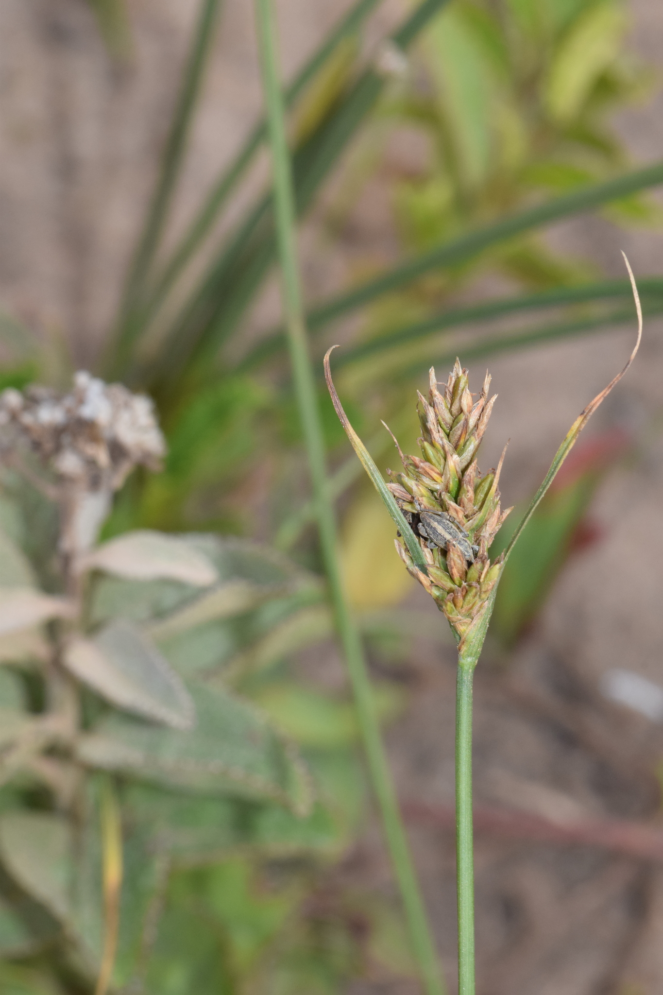 Carex capensis