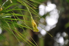 Image of Guzmania graminifolia