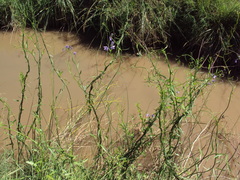 Solanum amygdalifolium