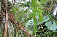Guzmania graminifolia