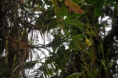 Guzmania graminifolia