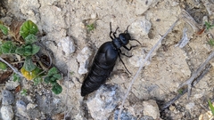 Berberomeloe tenebrosus