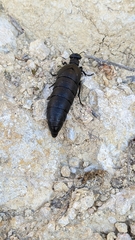 Berberomeloe tenebrosus