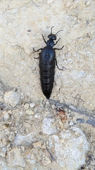 Berberomeloe tenebrosus