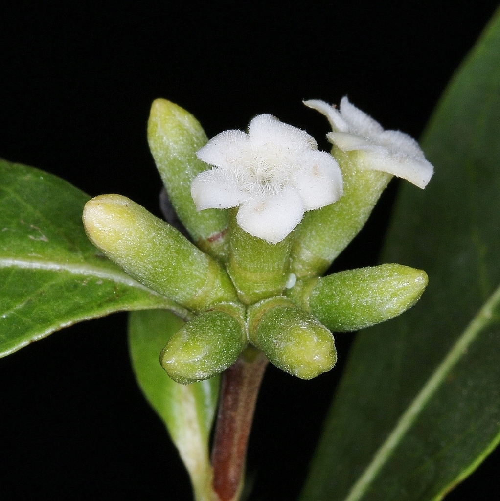 Cordiera elliptica