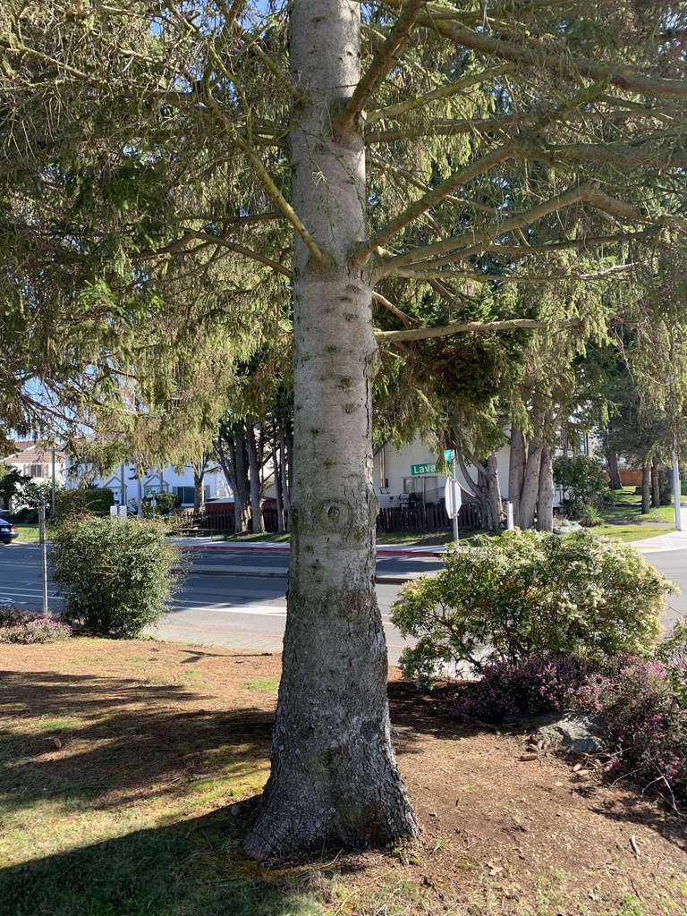 Kapok Tree from Larchwood Dr, Victoria, BC, CA on March 12, 2021 at 0223 PM by marnus22