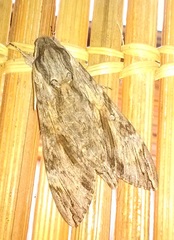 Agrius convolvuli