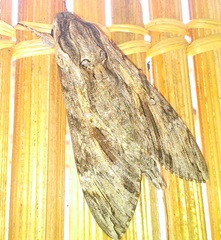 Agrius convolvuli
