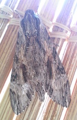 Agrius convolvuli