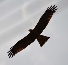 Milvus migrans parasitus